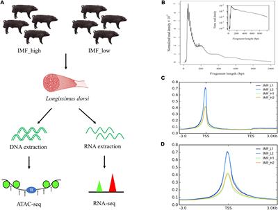 Integration of ATAC-seq and RNA-seq analysis identifies key genes affecting intramuscular fat content in pigs